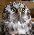 boreal-owl