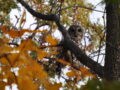 Herbstkauz' Stunde schlägt