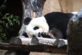 Panda statt Eule!