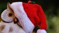 Eule mit Weihnachtsmütze. Gewöhnt euch dran. (Ich mag nicht mehr.)