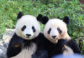 Man kann nie genug Pandabären haben.