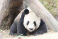 Auf diesem Bild hat sich ein Pandabär versteckt.