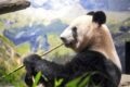 Jemandem die Flötentöne beibringen (Symbolpanda)