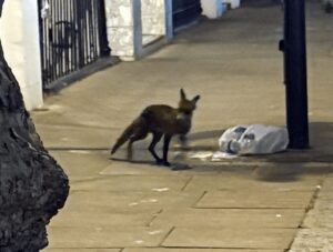 Fuchs (unschaf)