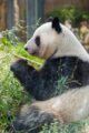 Es wird Frühling. Die Pandas kommen raus.