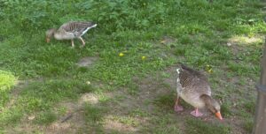 Hier, zwei Enten.