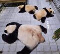Oh nein! Die Tüte mit den Pandas hat ein Loch!