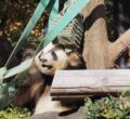 Der Panda hat eine neue Mütze und jeder soll es sehen.