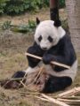 Ein Panda braucht seinen Stab.