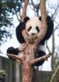 Gabelpanda