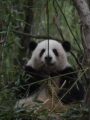 Auf diesem Bild hat sich ein Panda versteckt
