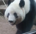 Hier ein Panda-Orakel: es wird flauschig.