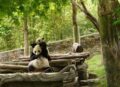 Praktisch: Pandas kann man stapeln.